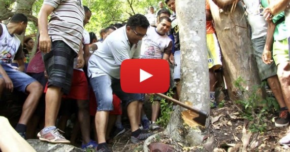 Pau da Bandeira da Festa de Santo Antônio é cortado em Barbalha; assista