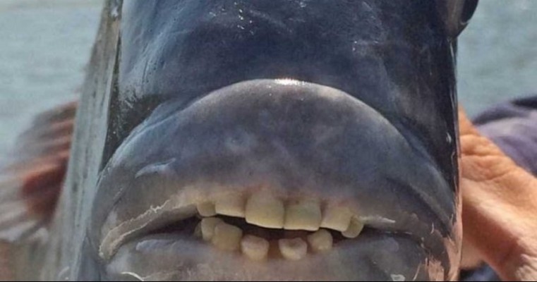 Peixe com ‘dentes humanos’ é capturado nos Estados Unidos; veja