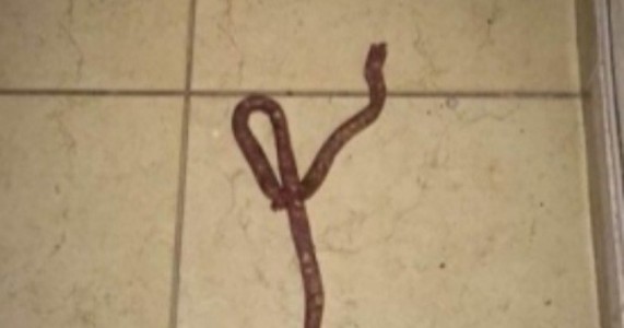 Mulher confunde linguiça com cobra e aciona bombeiros no interior de Minas