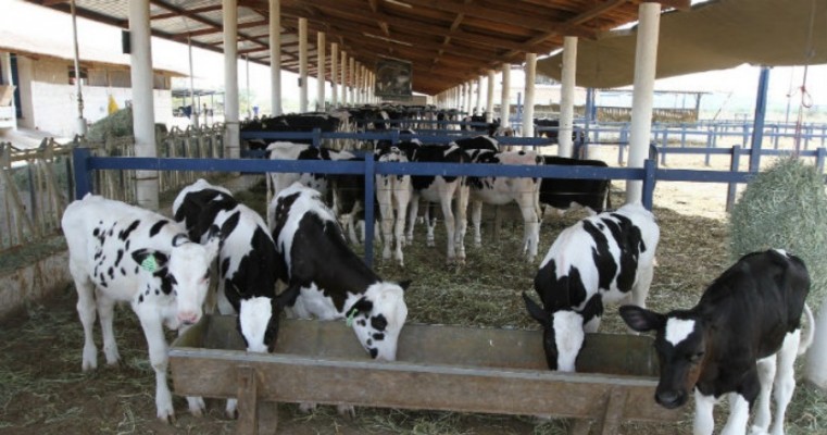 Sem escoar a produção, Pernambuco descarta 900 mil litros de leite por dia