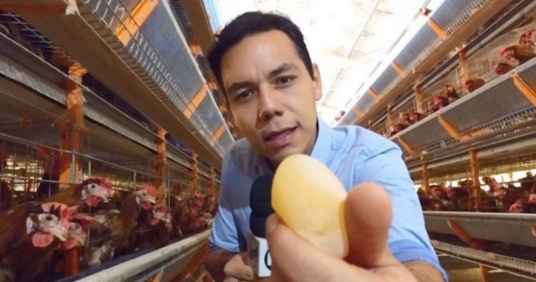Sem ração para comer por causa da greve dos caminhoneiros, galinhas colocam ovo sem casca
