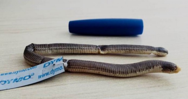 Nova espécie de cobra-de-duas-cabeças é descoberta em Campo Formoso-BA