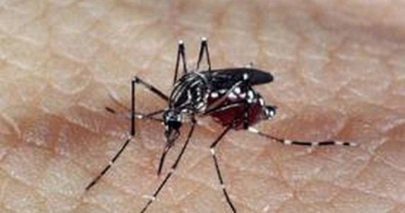 Mais de 20% dos municípios brasileiros têm risco de surto para dengue