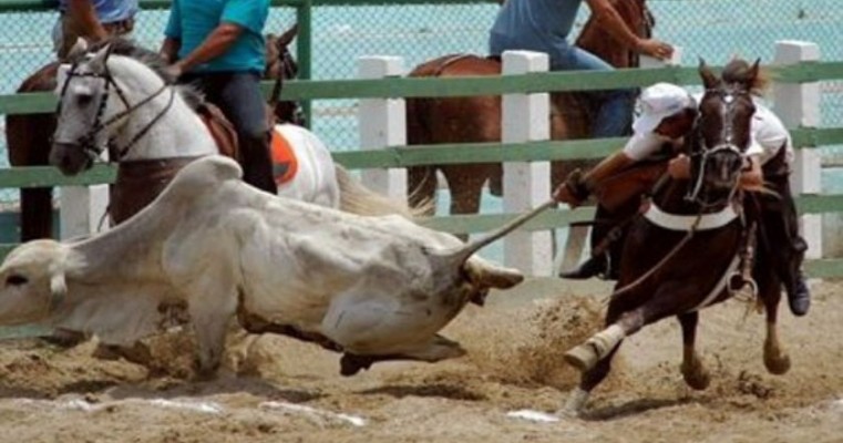 Vaquejada em Petrolina deve cuidar do bem-estar dos animais e da segurança e higiene do parque, diz MPPE