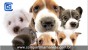 Curiosidades sobre Cachorros  