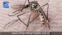 Mosquitos com bactéria combatem dengue na Colômbia
