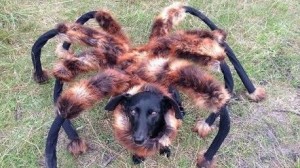Cachorro-aranha mutante gigante é o vídeo mais visto no Youtube em 2014