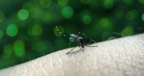 Pernambuco confirma a 1ª morte por arbovirose de 2018