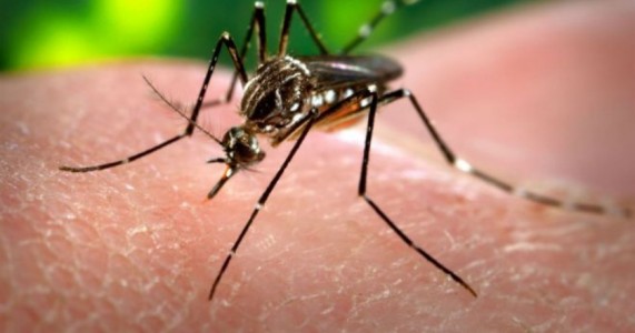 Mulher de 53 anos é primeira vítima fatal de dengue este ano em Pernambuco