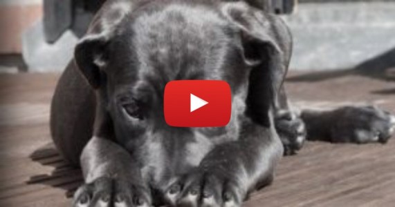 Fofo! Cão se sente ignorado e não deixa que dona use o celular; veja o vídeo