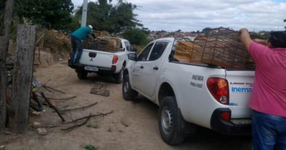 Operação apreende grande quantidade de aves silvestres em Senhor do Bonfim