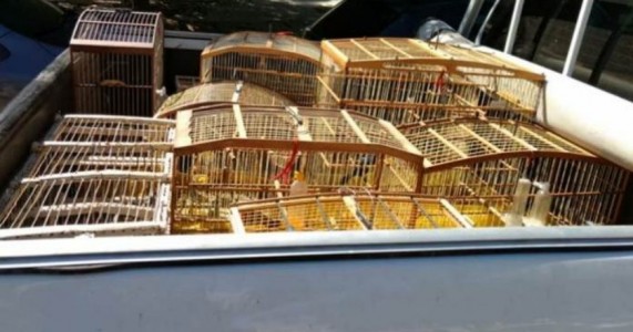 Inema e polícia apreendem aves silvestres em residencial de Juazeiro-BA