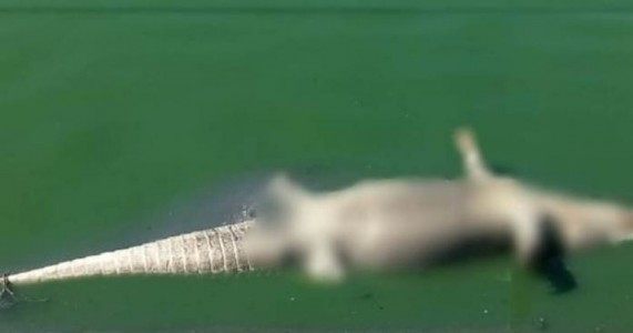 Jacaré é encontrado morto em lagoa de estabilização no KM-2