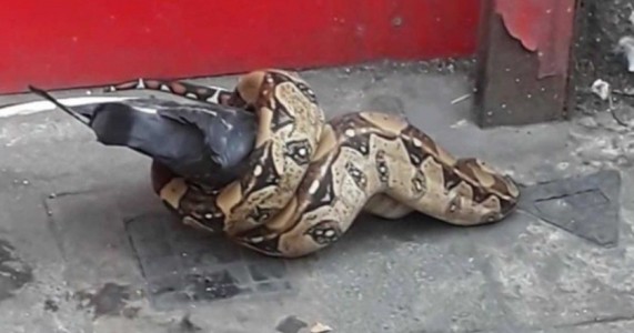 Jiboia ataca pombo no meio da rua em Londres