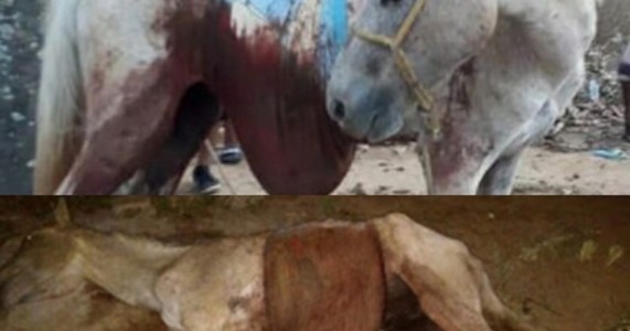 Égua é esfaqueada, fica com as vísceras de fora e morre três horas depois