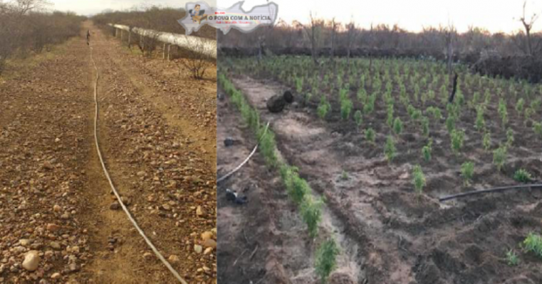 Traficantes usam água da Adutora da Compesa para plantação de maconha no Sertão de Pernambuco