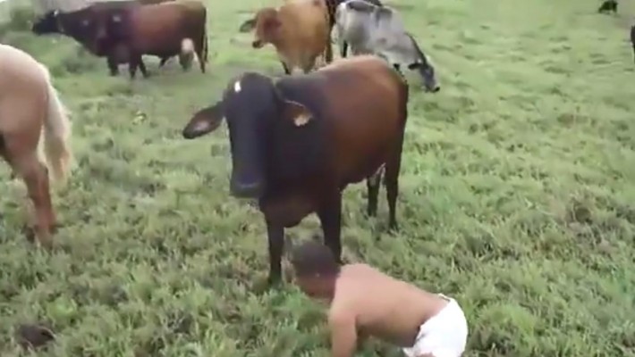 Homem se fez passar por um bezerro e acabou conquistando o amor de uma vaca.  Veja o que aconteceu!