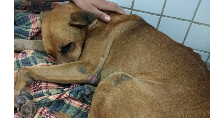 Cachorro é resgatado em Salgueiro após ser ameaçado em rede social