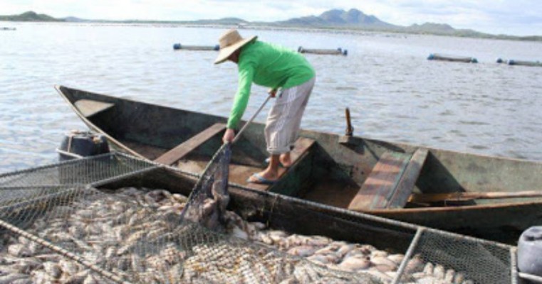 Nova mortandade de pescado põe fim a atividade no Açude Castanhão