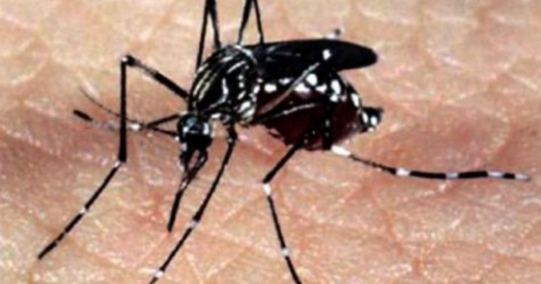 Estado do Rio registra mais de 30 mil casos de chikungunya em 2019