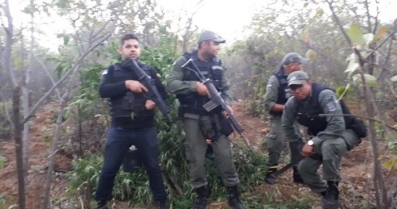 Dormentes PE — Forças de Segurança Pública Erradica Mais 3 Mil Pés de Maconha