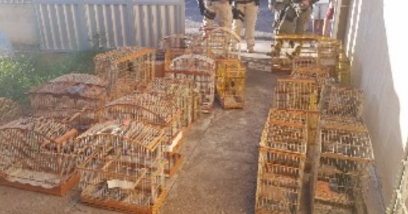 Animais silvestres são resgatados em operação conjunta no Sertão de Pernambuco
