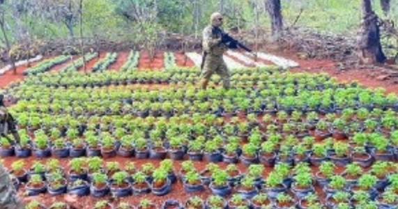 Operação erradica 230 mil pés de maconha Cabrobó e municípios vizinhos