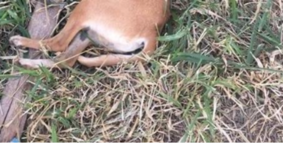 Homem mata cachorro e gato a pauladas em Parnamirim-PE