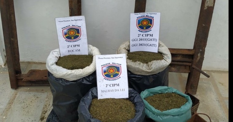 Orocó-PE polícias da 2°cipm apreendem 31,3 kg de maconha na zona rural