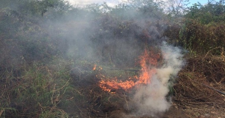 Cabrobó-PE polícias erradicam 2953 mil pés de maconha na fazenda Cachoeirinha