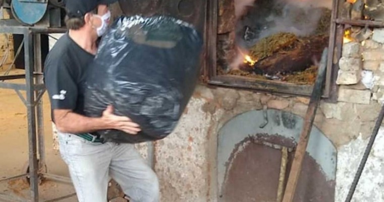 Polícia Civil de São Caetano queima mais de 300 kg de maconha