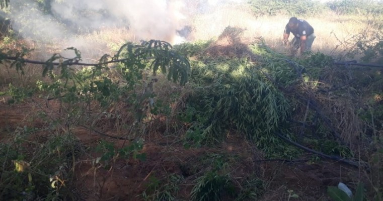 Cabrobó-PE polícias erradicam roça de maconha com 1350 mil pés na Fazenda cachoeirinha