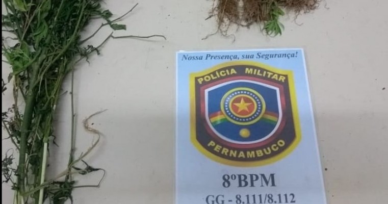 Salgueiro-PE polícias do GT erradicam (2) roças de maconha 10.200 mil pés próximo a aldeia Massapê