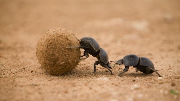 Animal Sexo: Como Dung Beetles fazem