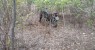 Polícia encontra moto roubada escondida em matagal no município de Cedro-PE