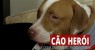 Cachorro salva a vida de dona durante incêndio nos EUA