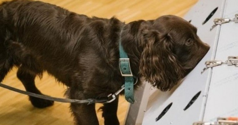 Cães farejadores alemães detectam covid-19 com 94% de precisão