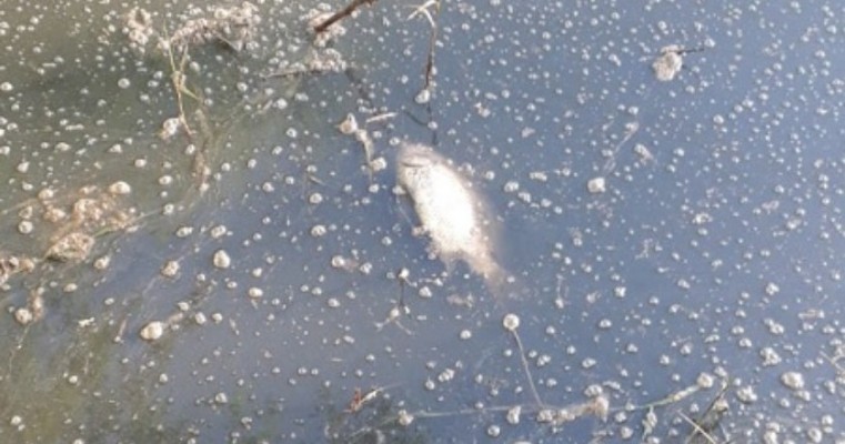 Crime ambiental: Esgoto polui barragem e mata peixes em Salgueiro