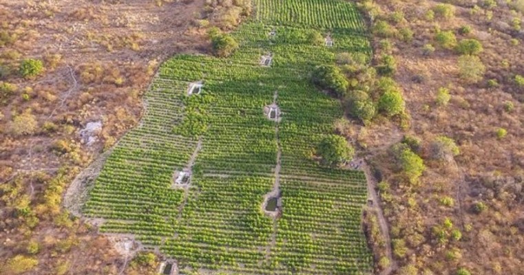 DRONE da CIPE/Caatinga descobre fazenda com 200 mil pés de maconha no norte baiano. em Curaçá
