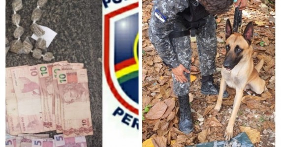 Cão farejador dá apoio  em apreensão de drogas em Pernambuco