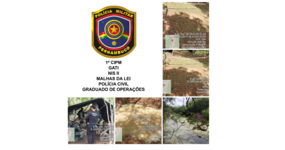 Operação conjunta erradica 60 mil pés de maconha na zona rural de Carnaubeira da Penha/PE