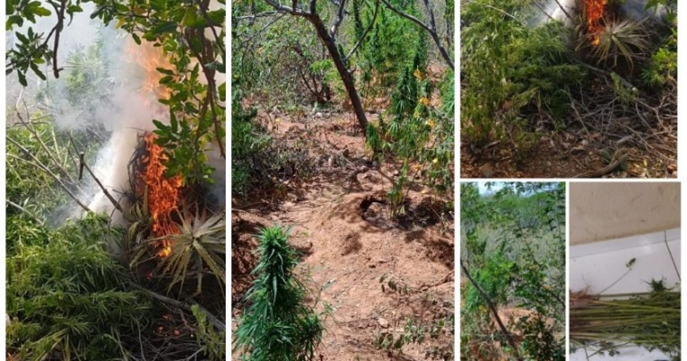 Políciais erradica roça de maconha com 3.150 pés e prende proprietário do plantio em Betânia no Sertão de PE