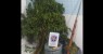 PM flagra plantio de maconha em Santa Maria da Boa Vista