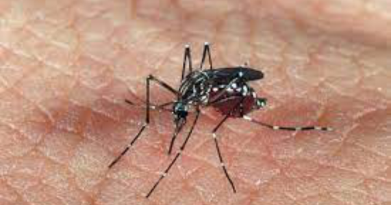 SALGUEIRO EM ALERTA PARA EPIDEMIA DE DENGUE