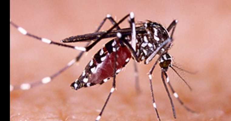 Pesquisadores alertam para risco iminente de novo surto de zika vírus