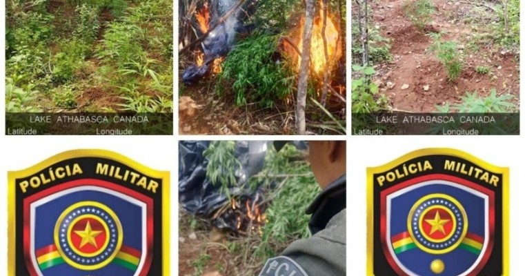 Mais quatro roças de maconha com 15 mil pés é erradicado em Carnaubeira da Penha no Sertão de PE.