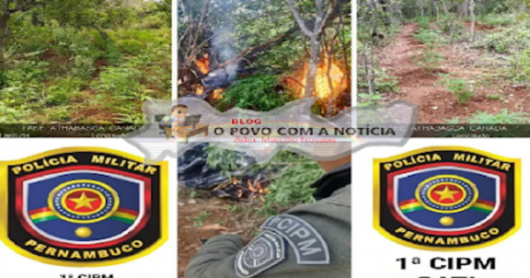 Policiais erradicam mais uma roça de maconha na zona rural de Carnaubeira