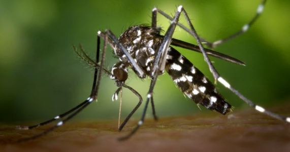 Pernambuco investiga suposta morte por dengue hemorrágica; vítima é uma adolescente de 13 anos