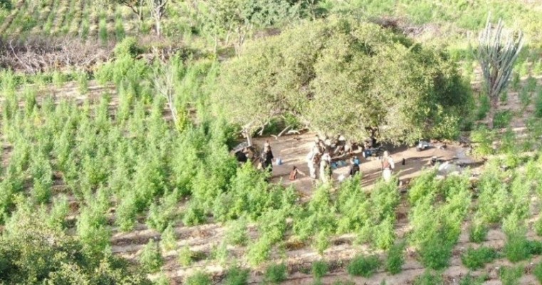 Polícia Federal erradica cerca de 85 mil pés de maconha em Juazeiro no Sertão da BA