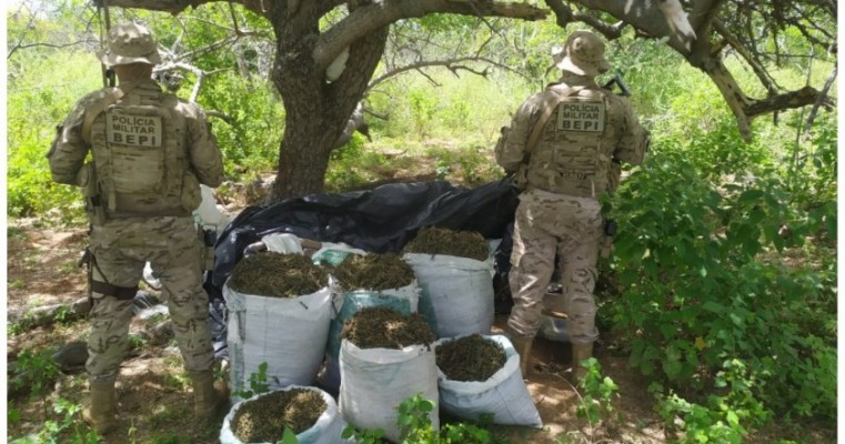 Políciais do BEPI localiza e incinera 150 kg de maconha na zona rural de Belém do São Francisco no Sertão de PE